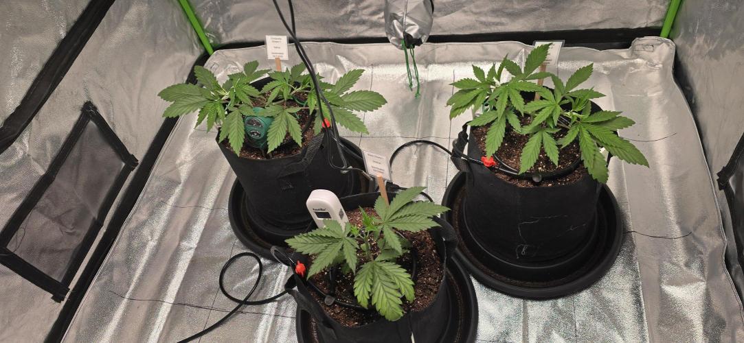 First Grow. Week 4 - All the girls