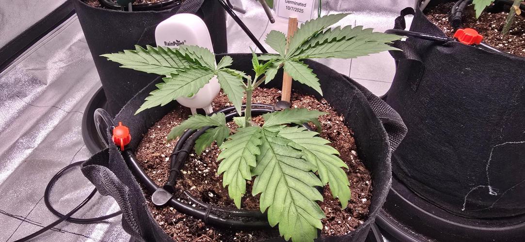 First Grow. Week 4 - Indica is going a bit slower, but she is starting to rebound.