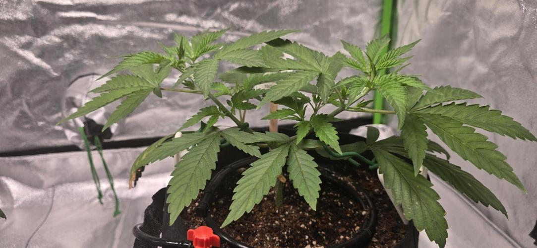 First Grow. Week 5 - Big rebound after a small nut dose