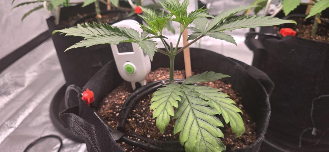 First Grow. Week 5 - She is starting to rebound.