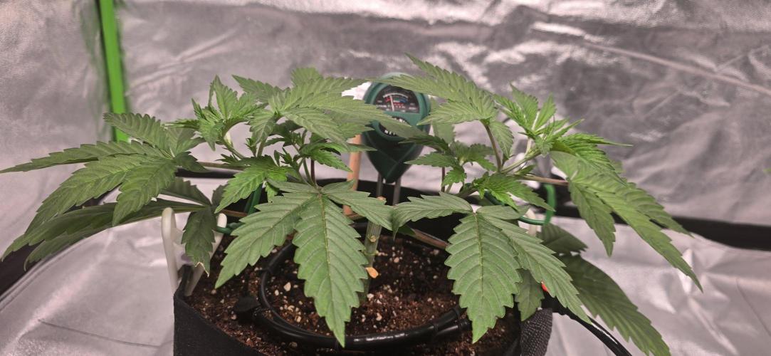 First Grow. Week 5 - Big rebound after a small nut dose