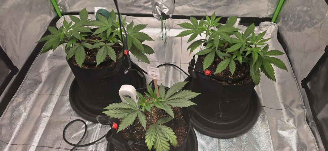 First Grow. Week 5 - The girls looking good!