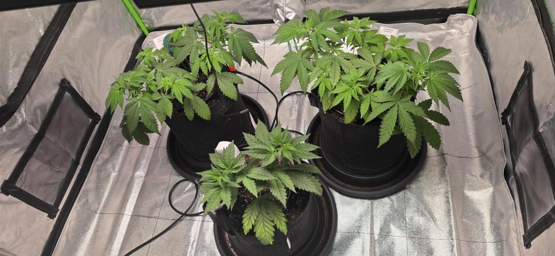 First Grow. Week 6 - Really starting to grow fast.