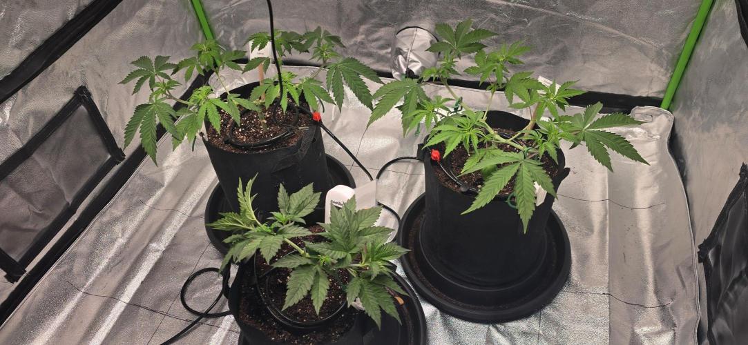 First Grow. Week 6 - Post 2nd Manifold trim on the Sats