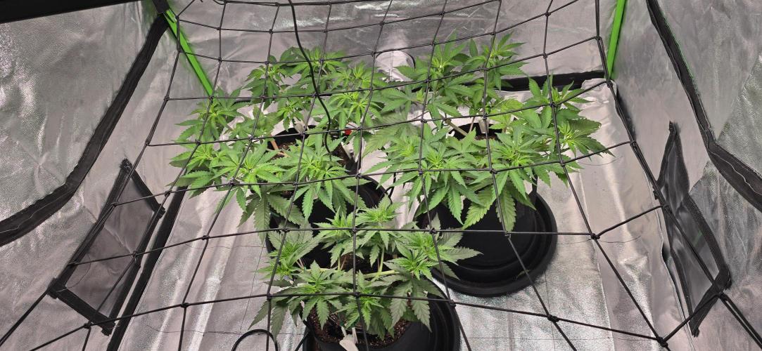 First Grow. Week 7 - They are filling in nicely.