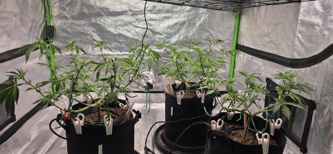 First Grow. Week 8 - All trimmed up and ready for flower