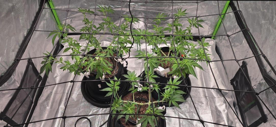 First Grow. Week 8 - Took off a lot, but I think I left enough for the next step