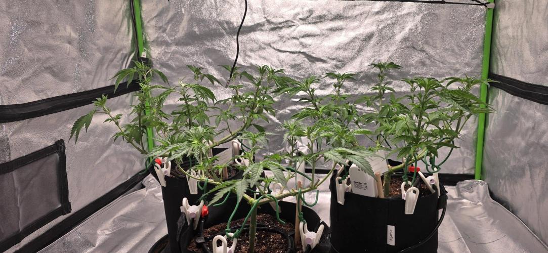 First Grow. Week 8 - All ready for flower.