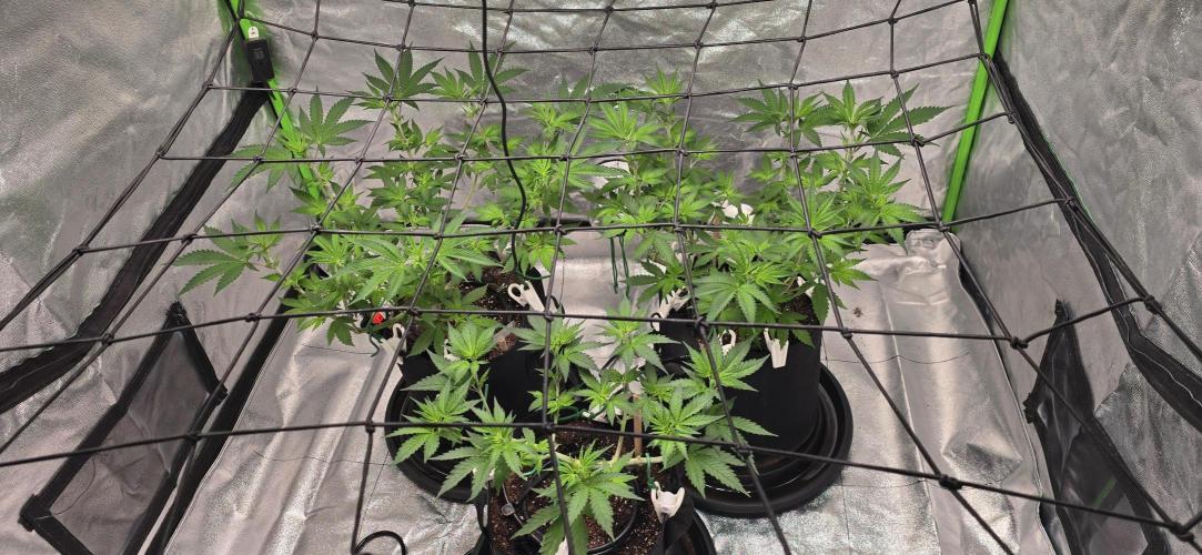 First Grow. Week 8 - Just two days after the trim, they bounce back so fast.