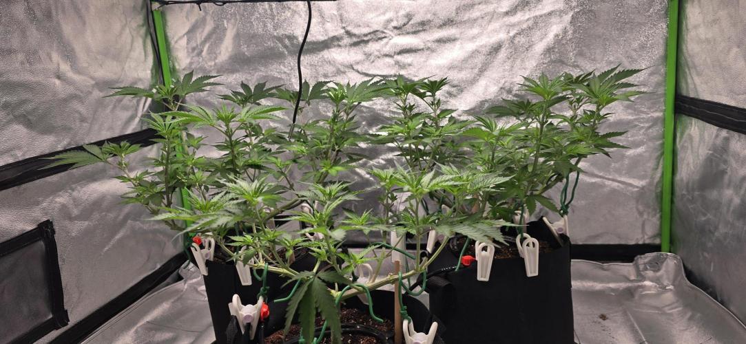 First Grow. Week 8 - Start of the Stretch!