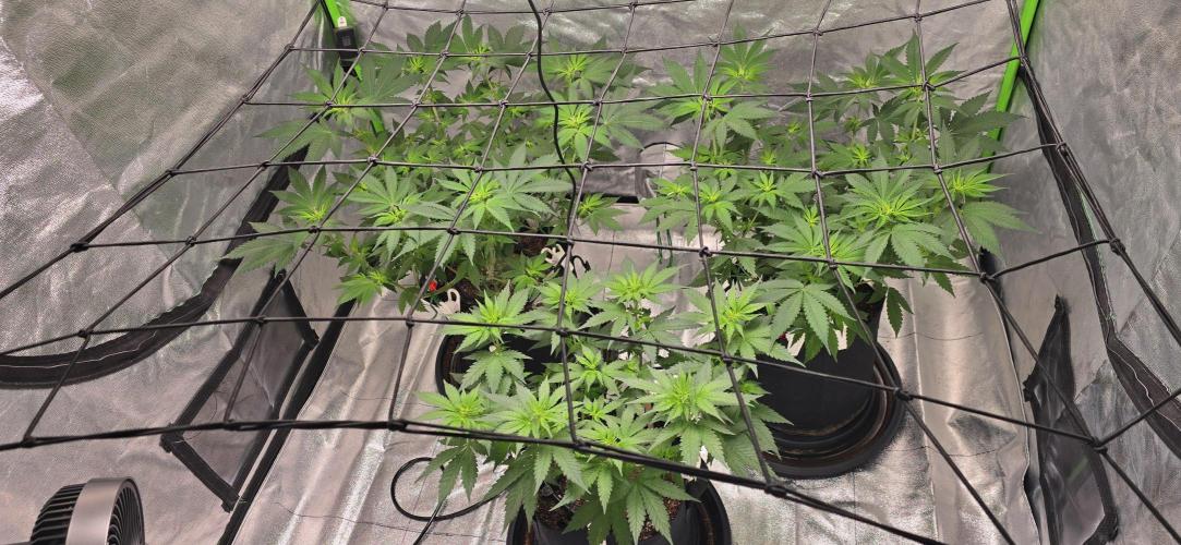 First Grow. Week 9 - 1 week into flower period