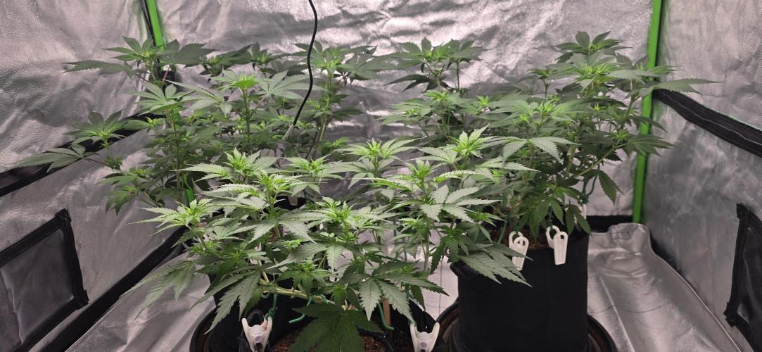 First Grow. Week 9 - 1 week into flower period