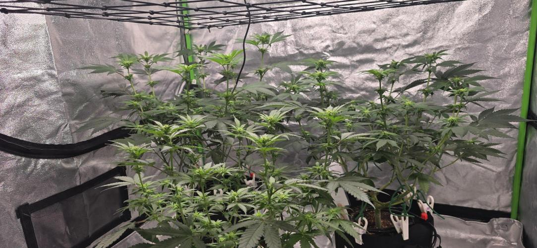 First Grow. Week 10 - Big stretch in the last week.  