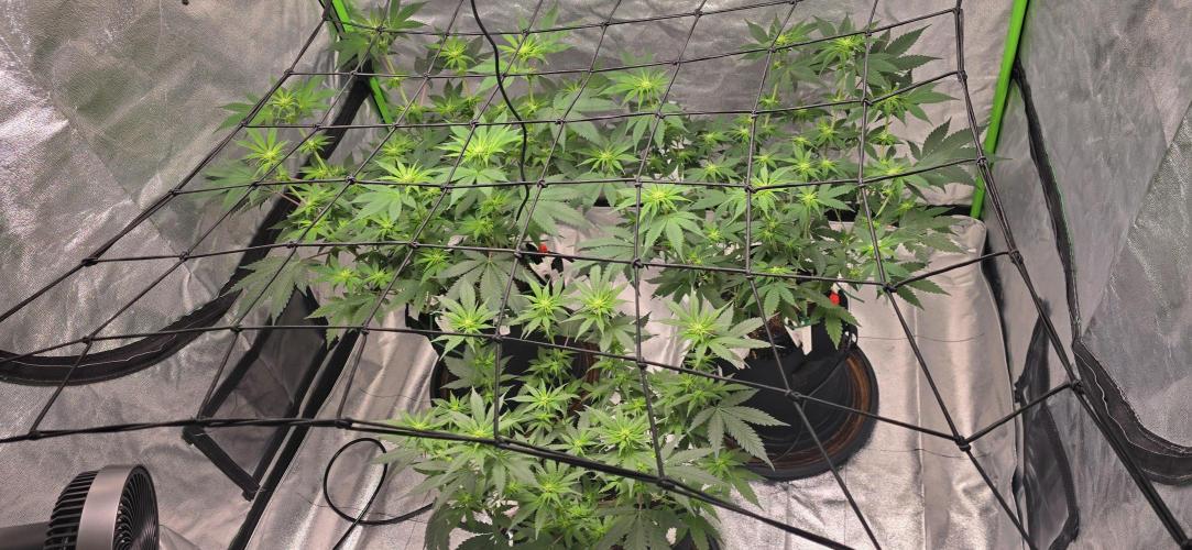 First Grow. Week 10 - Look at all of those lovely bud sites!