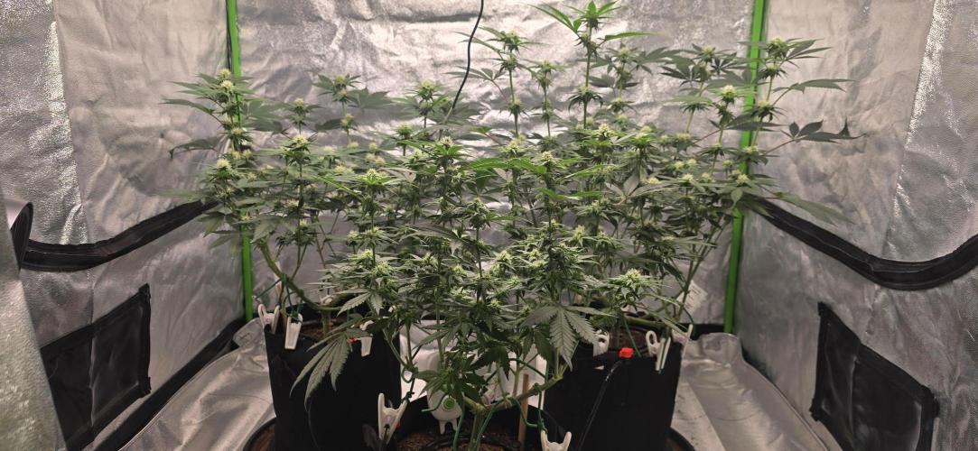 First Grow. Week 11 - Big stretch this week.