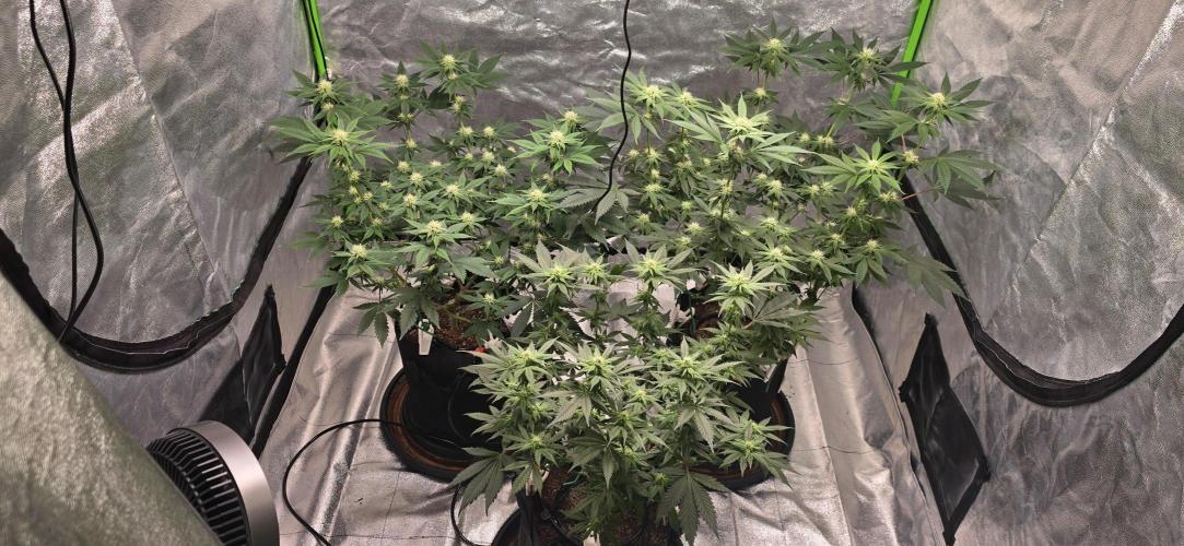 First Grow. Week 11 - So many bud sites