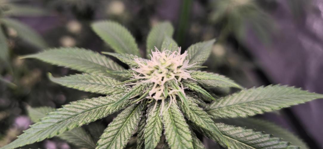 First Grow. Week 11 - Cinderella Dream Bud