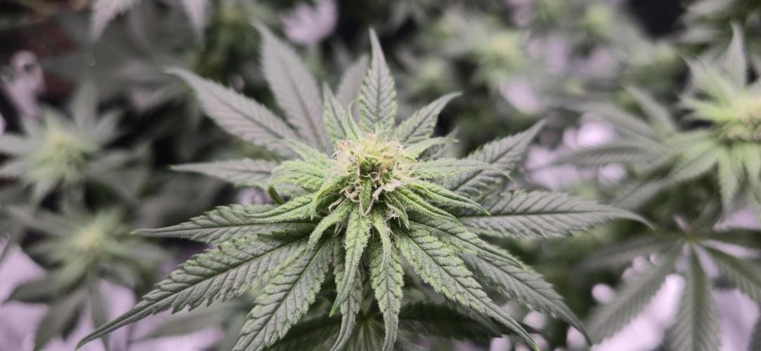 First Grow. Week 11 - Black Cherry Bud