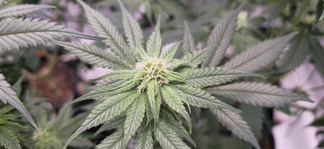 First Grow. Week 11 - Cinderella Dream Bud