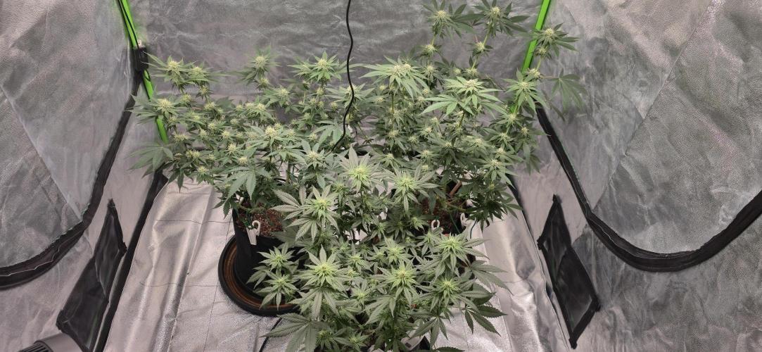 First Grow. Week 11 - Starting to get frosty!