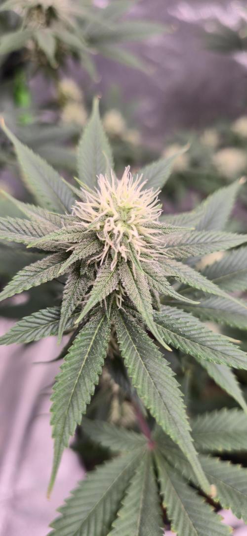 First Grow. Week 12 - CD bloom