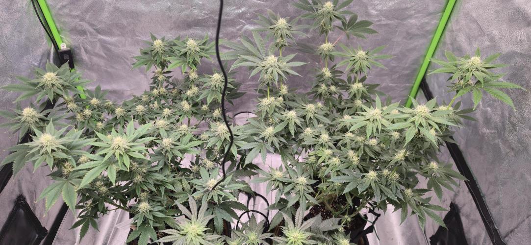 First Grow. Week 12 - Cinderella Dream