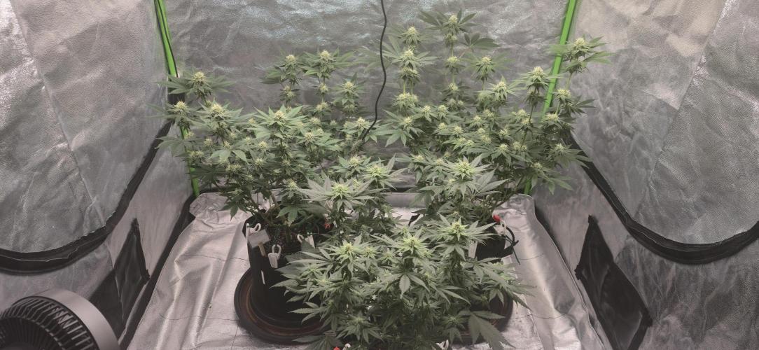 First Grow. Week 12 - All the girls.