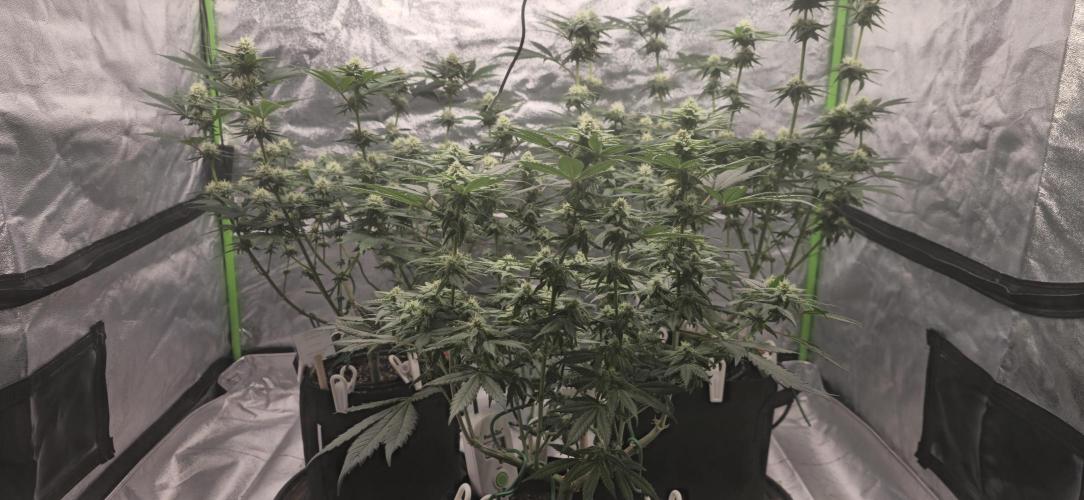 First Grow. Week 12 - Stretch seems to have stopped, but the shorter girls are still growing a bit.