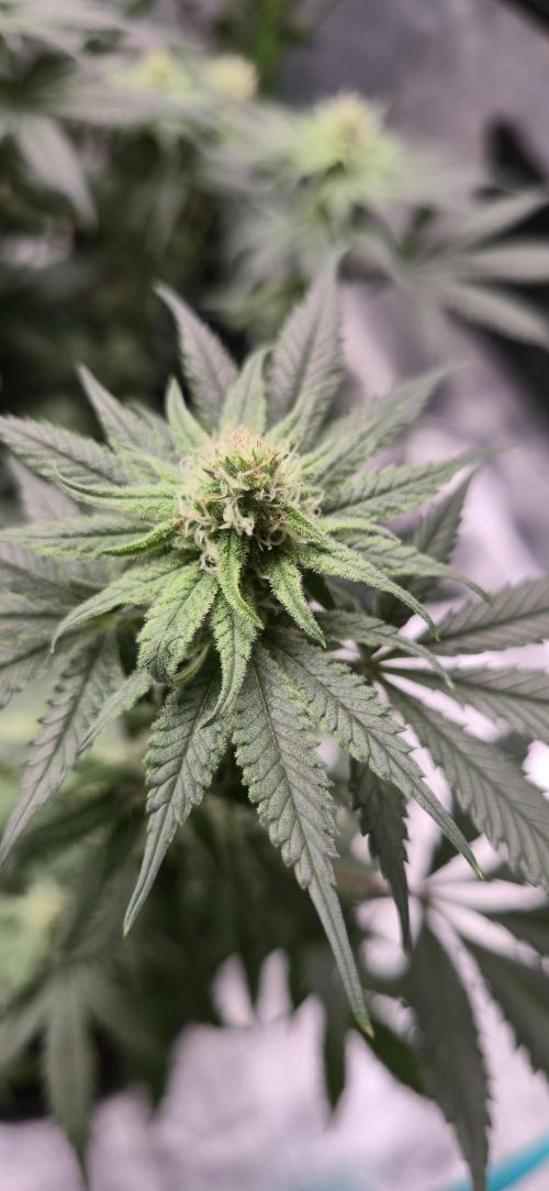 First Grow. Week 12 - BC Bloom