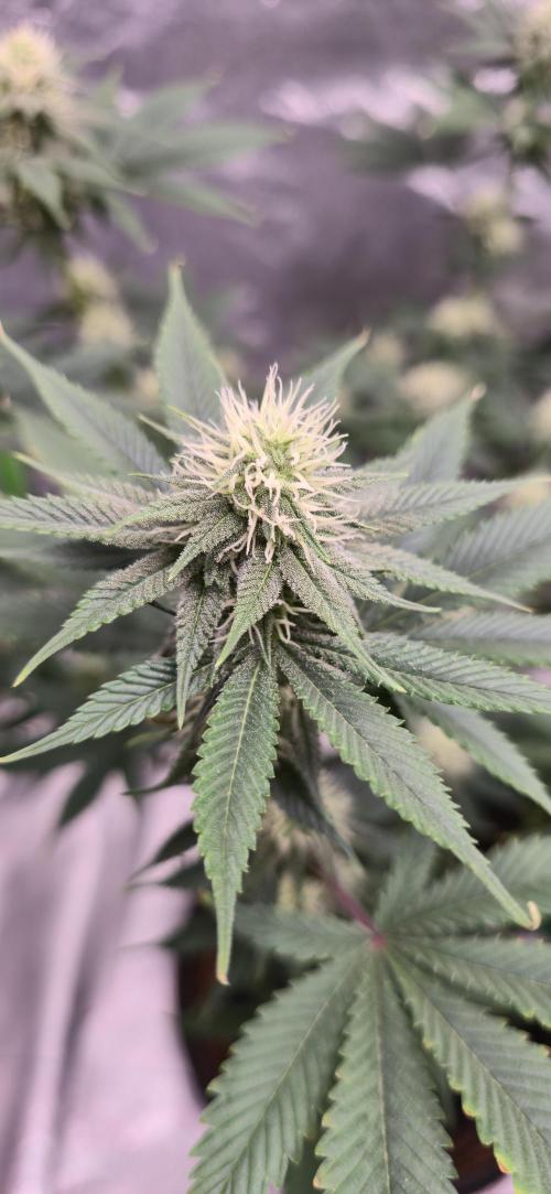 First Grow. Week 12 - CD Bloom