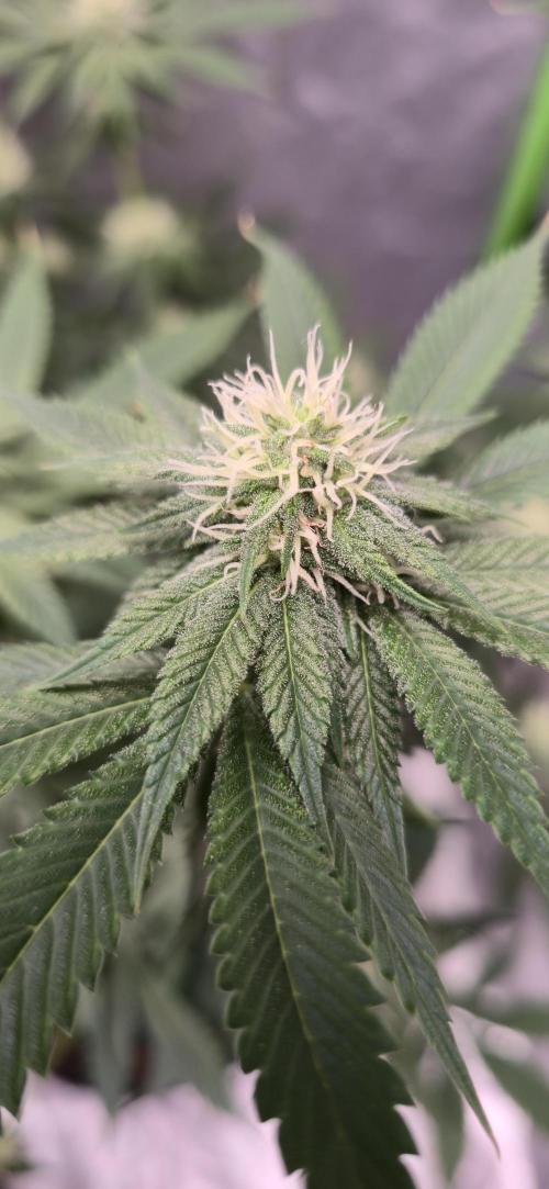 First Grow. Week 12 - CD Bloom