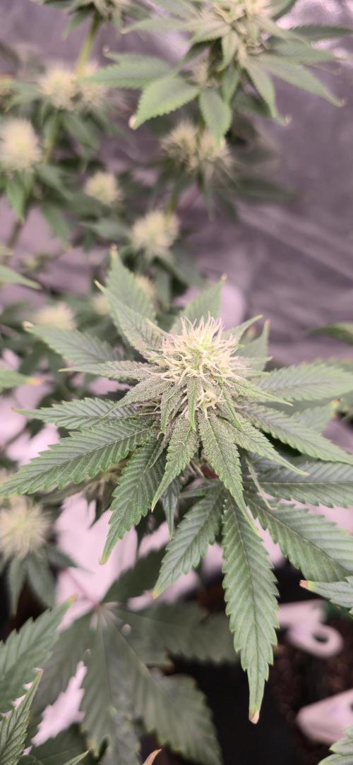 First Grow. Week 12 - CD Bloom