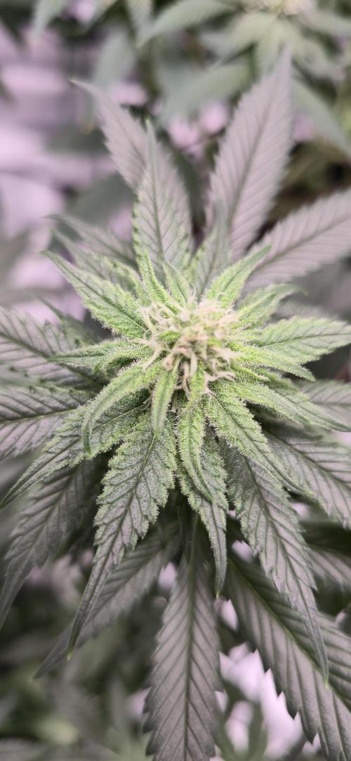 First Grow. Week 12 - CD Bloom