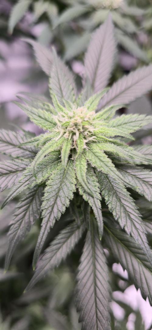 First Grow. Week 12 - CD Bloom