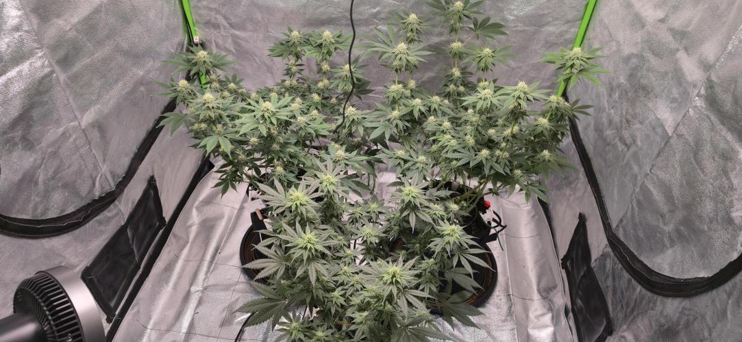 First Grow. Week 12 - All together.