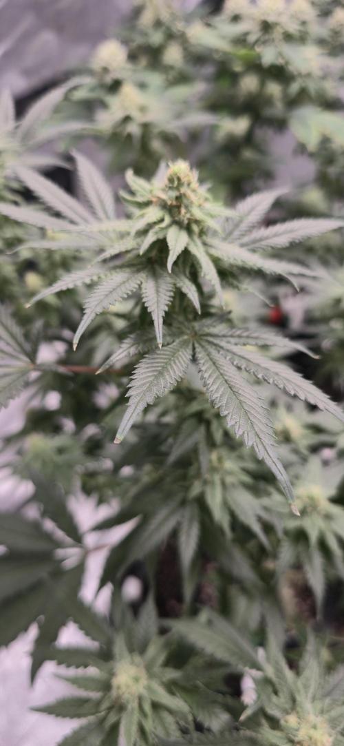 First Grow. Week 13 - Black Cherry - Starting to develop