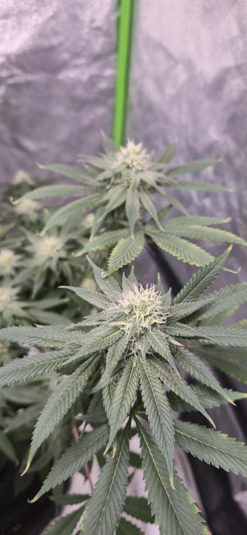 First Grow. Week 13 - Cinderella Dream - Cola - Nute burn staying isolated to already affected leaves