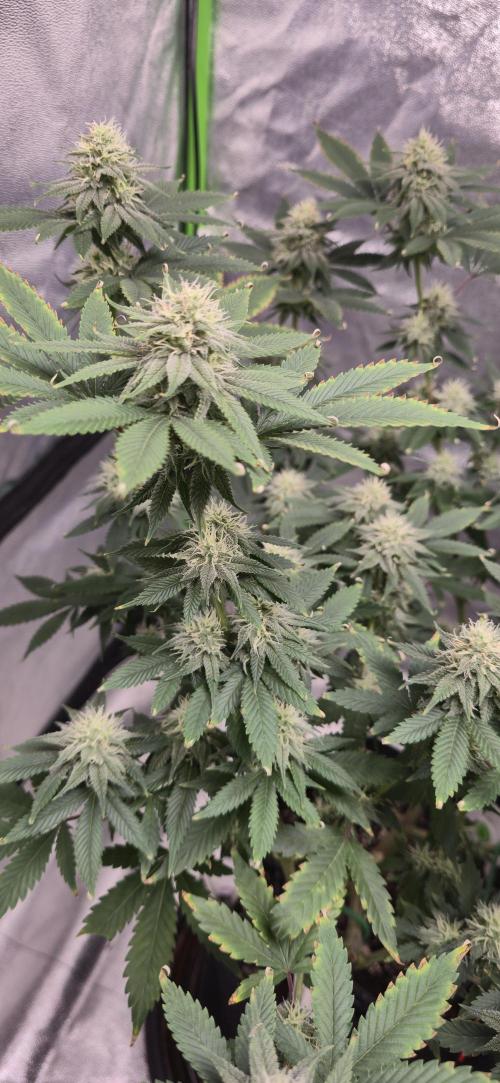 First Grow. Week 13 - Cinderella Dream