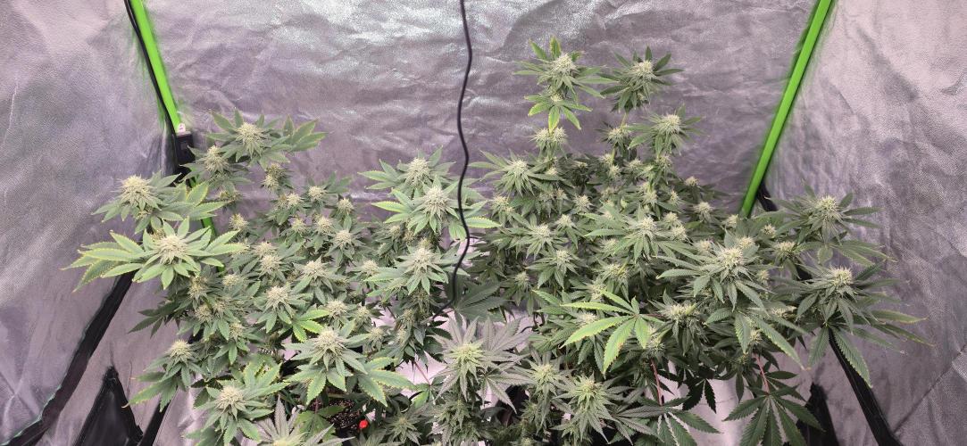 First Grow. Week 13 - Cinderella Dream - Along the back