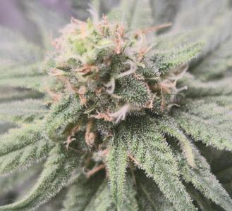 Comment by sir_root photo #1