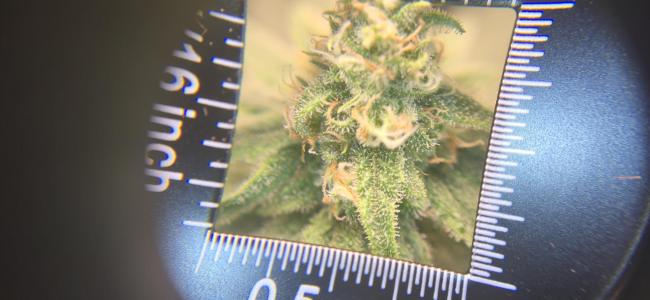 Comment by sir_root photo #2