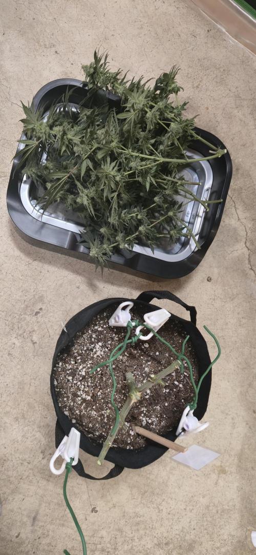 First Grow. Week 13 - Chopped the Indica down...