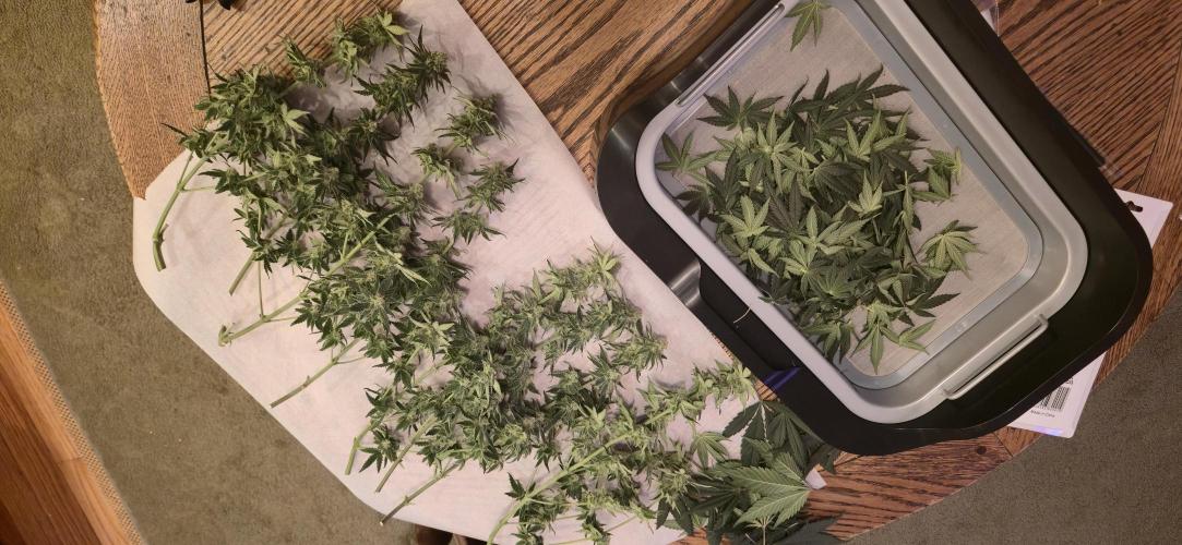 First Grow. Week 13 - Trimmed, but they are so small...