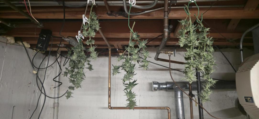 First Grow. Week 13 - Call this a half wet, half dry trim.