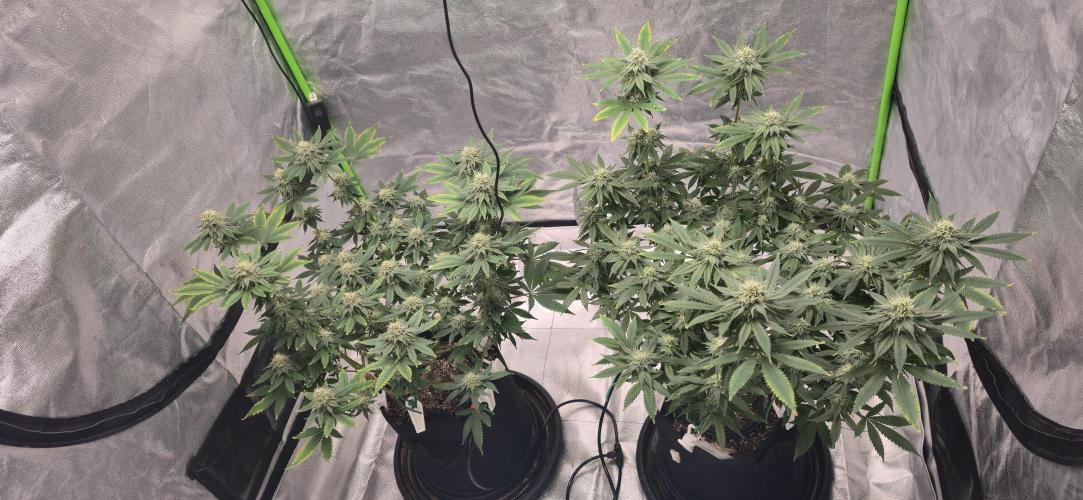 First Grow. Week 13 - And then there were two.