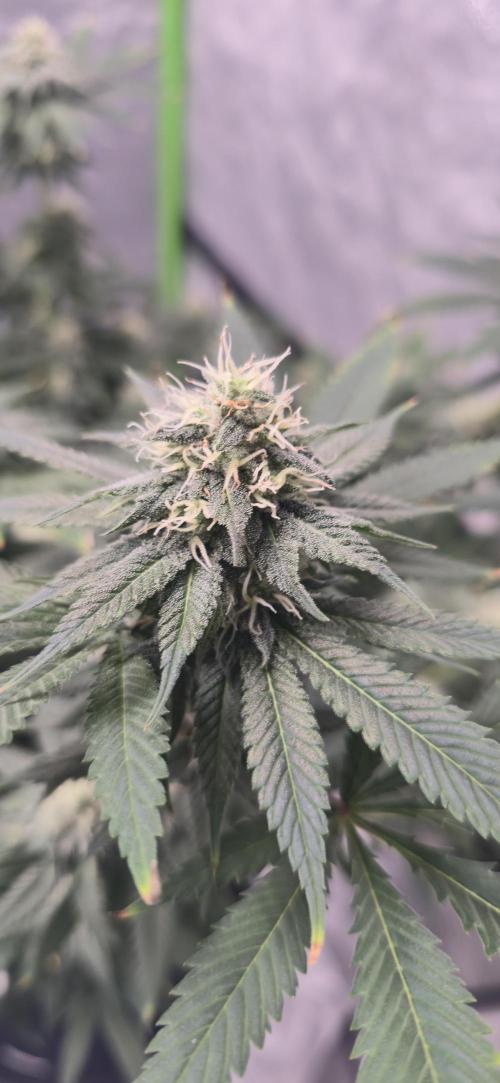 First Grow. Week 13 - 1/9/2026 - Main Colas are great, but the lower buds are not getting enough...