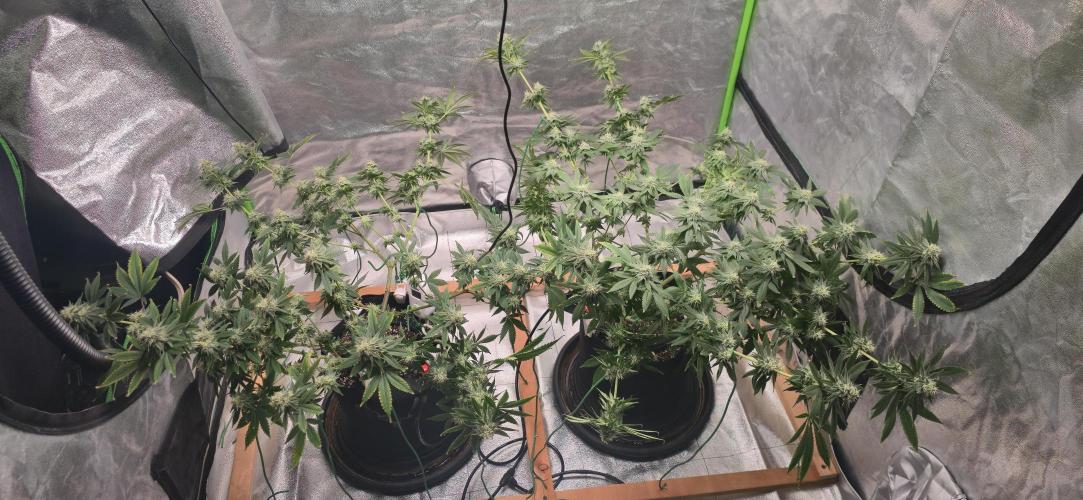 First Grow. Week 13 - 1/9/2026 - Decided on a little LST. One on the right, 2 branches HST. Bent