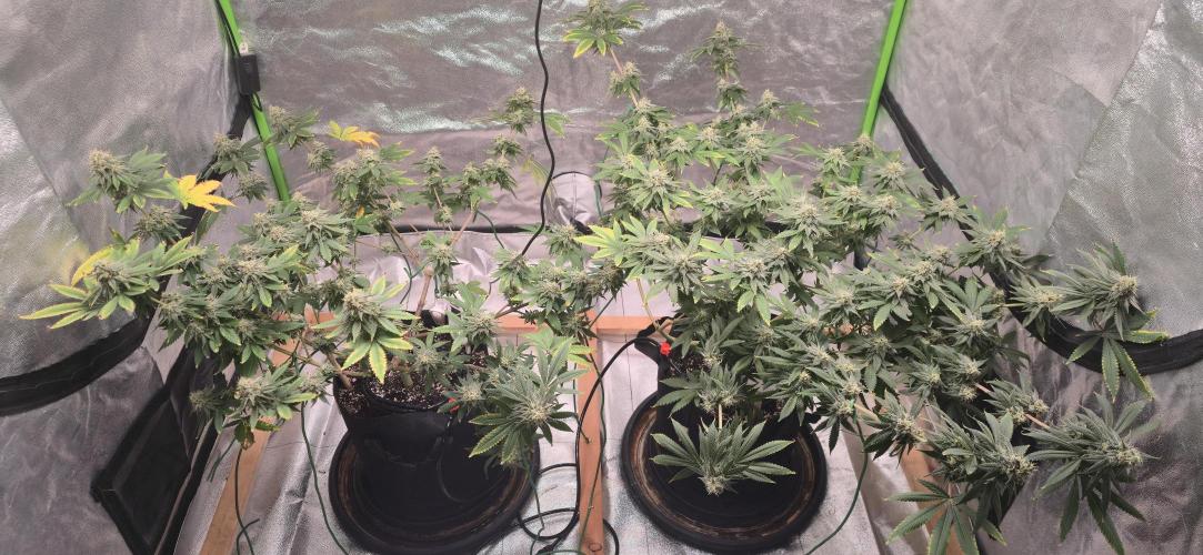 First Grow. Week 15 - Getting so close to harvest.