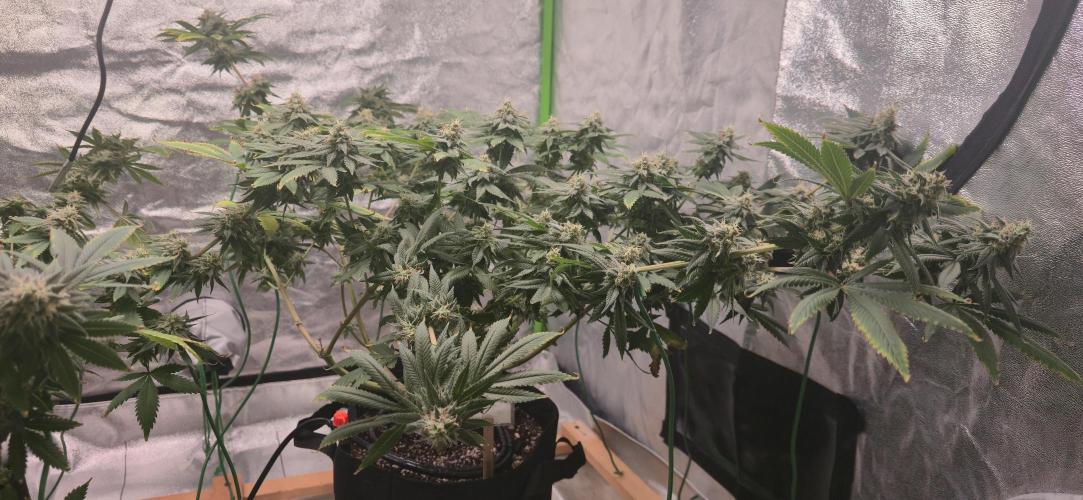 First Grow. Week 15 - Harvest is near.