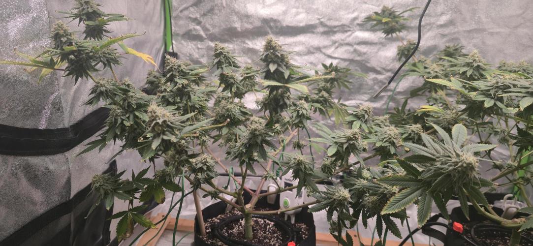 First Grow. Week 15 - Buds are getting so big!